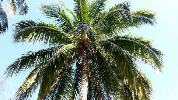 phu quoc palma